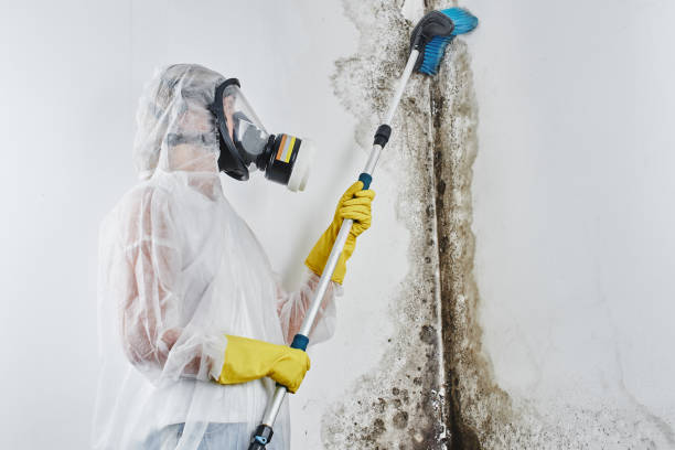 Best Commercial Mold Removal  in Hydro, OK