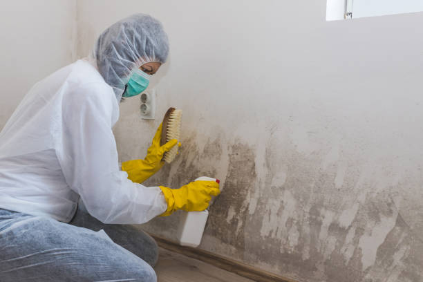 Best Mold Removal Specialists  in Hydro, OK