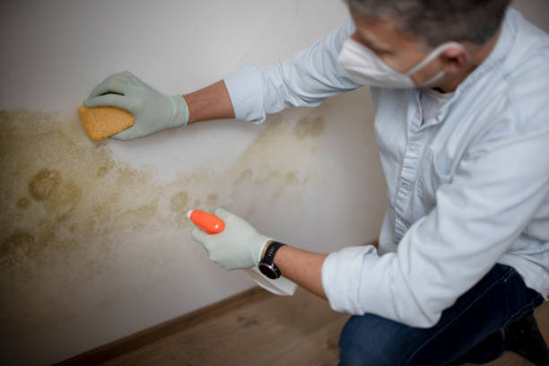 Best Mold Removal Specialists  in Hydro, OK