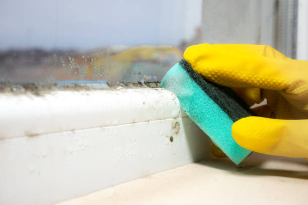 Best Same-Day Mold Removal  in Hydro, OK