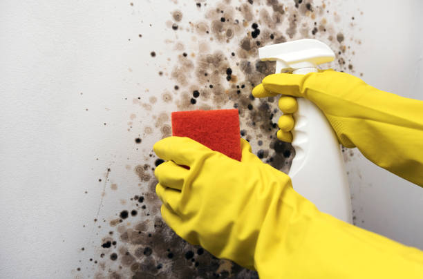 Best Commercial Mold Removal  in Hydro, OK