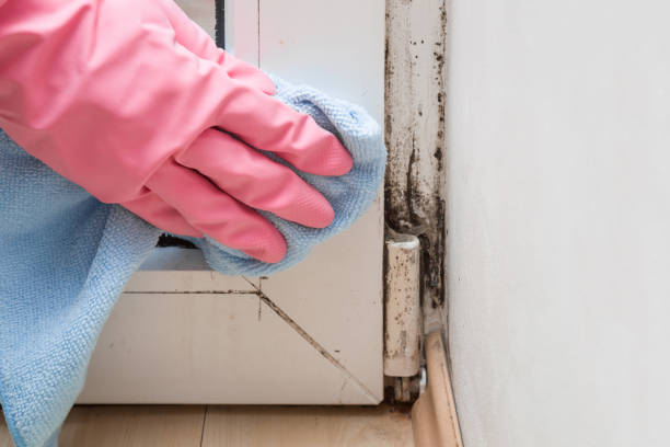 Best Office Mold Removal Services  in Hydro, OK