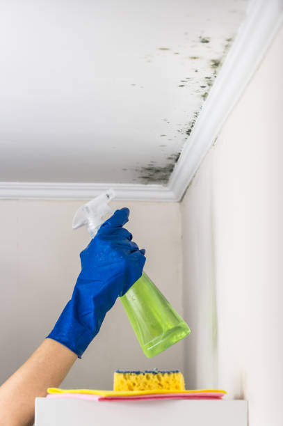 Best Mold Cleaning Services  in Hydro, OK